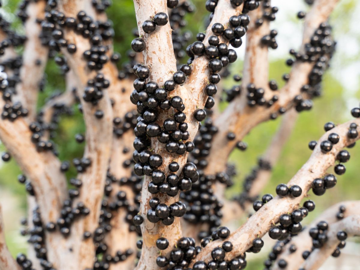 vilag-legfurcsabb-gyumolcsei - Nők Lapja - Nők Lapja Jabuticaba gyümölcs
