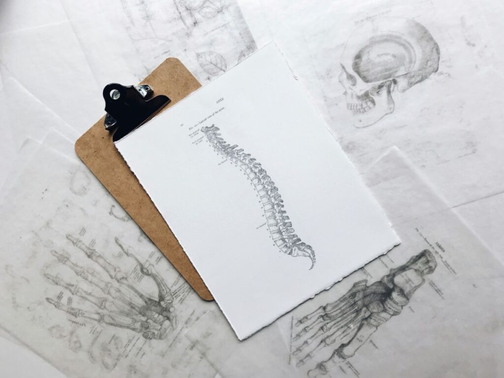 anatómia, emberi test