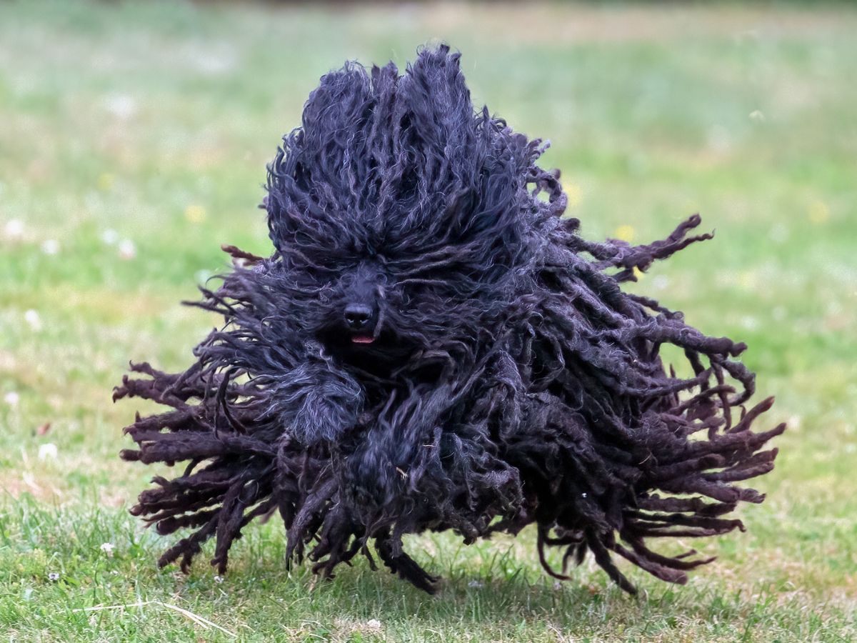 puli kutya